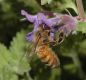 image of Apis mellifera
