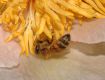 image of Apis mellifera