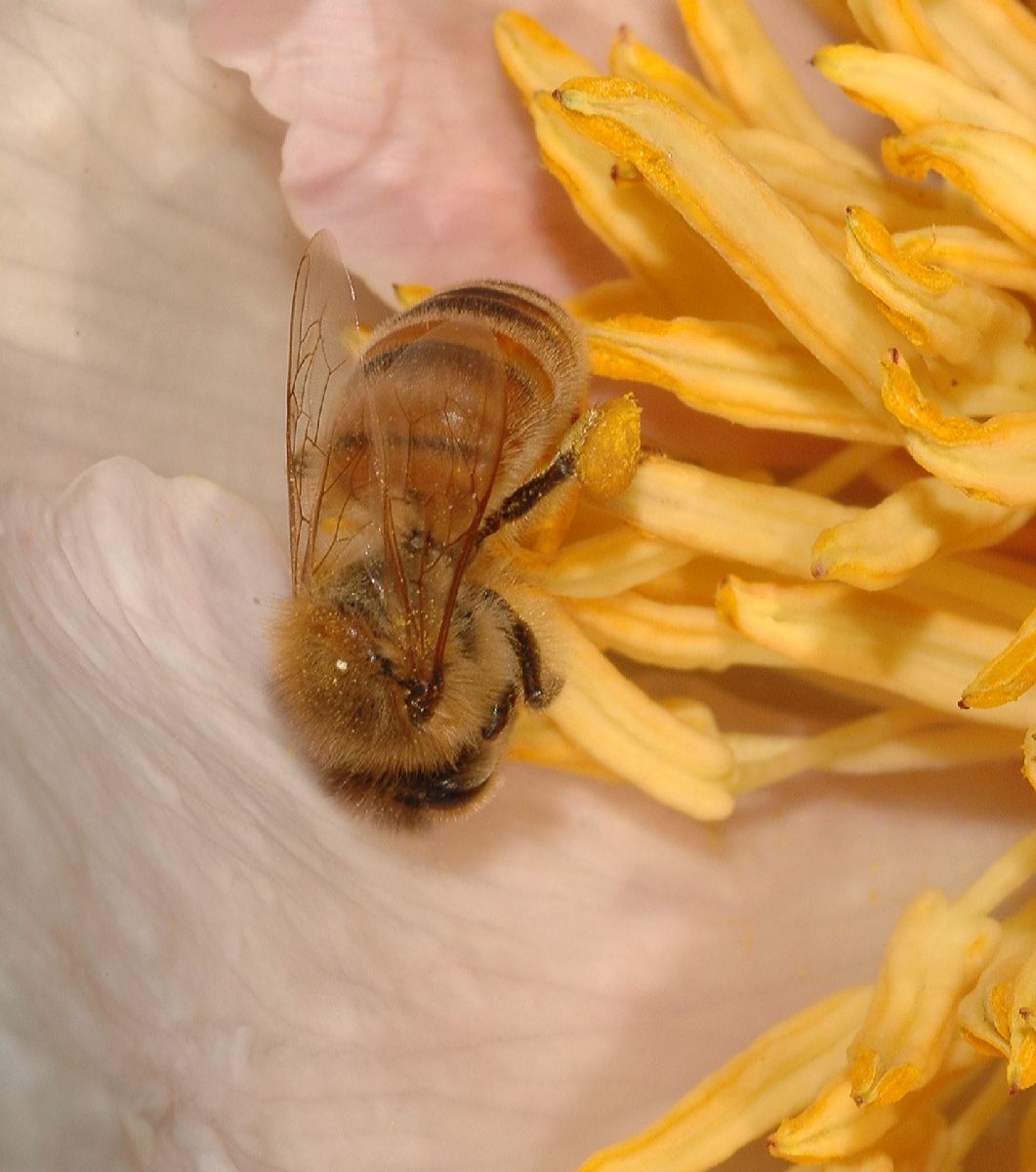 Apidae Apis mellifera