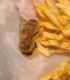 image of Apis mellifera
