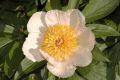image of Paeonia 