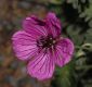 image of Geranium cinereum