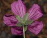 image of Geranium cinereum