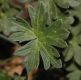 image of Geranium cinereum