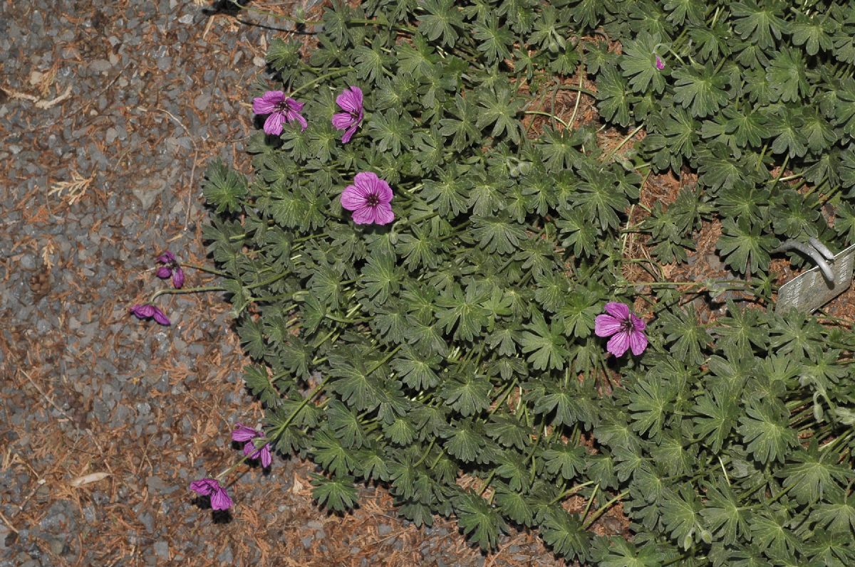 Geraniaceae Geranium cinereum