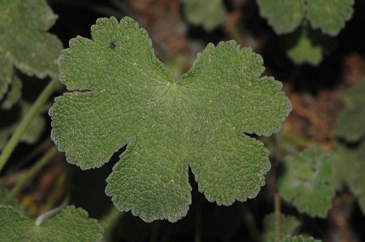 Geraniaceae Geranium renardii