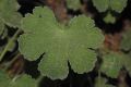 image of Geranium renardii