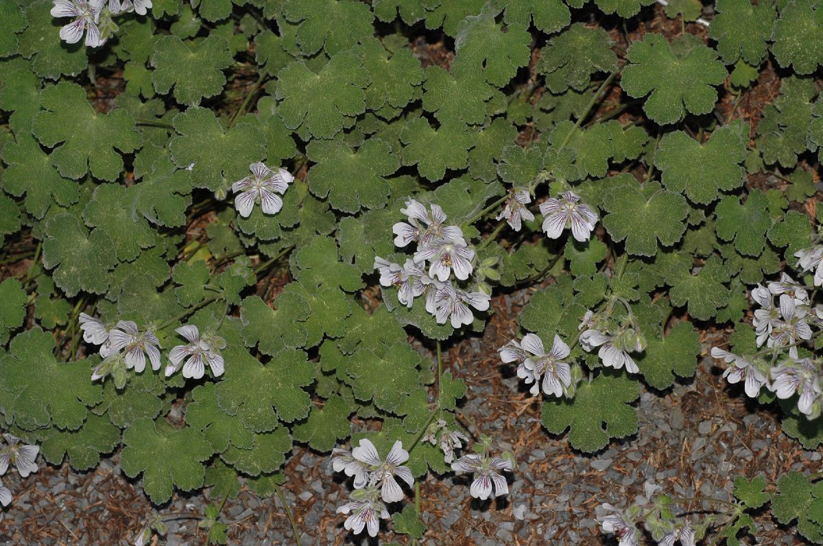 Geraniaceae Geranium renardii