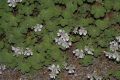 image of Geranium renardii