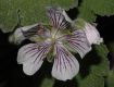 image of Geranium renardii