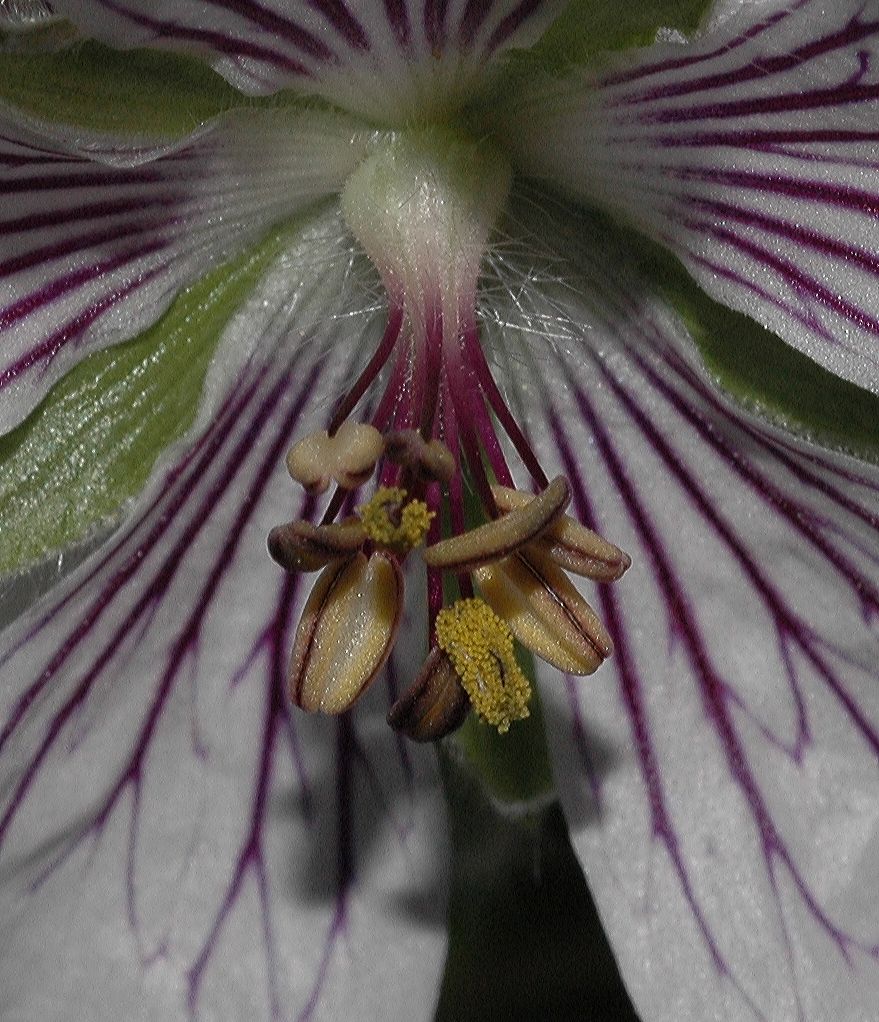 Geraniaceae Geranium renardii