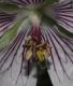 image of Geranium renardii