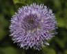 image of Globularia cordifolia