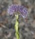 image of Globularia cordifolia