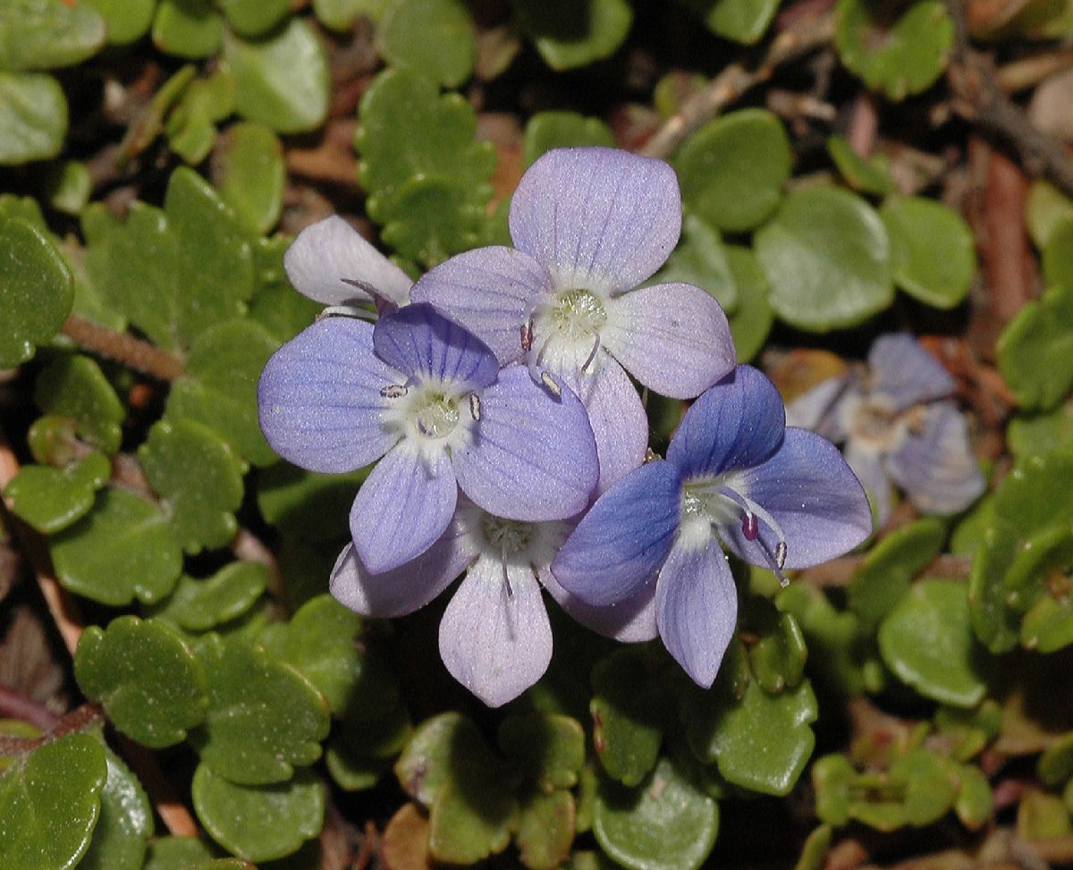 Plantaginaceae Veronica liwanensis