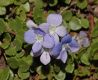 image of Veronica liwanensis