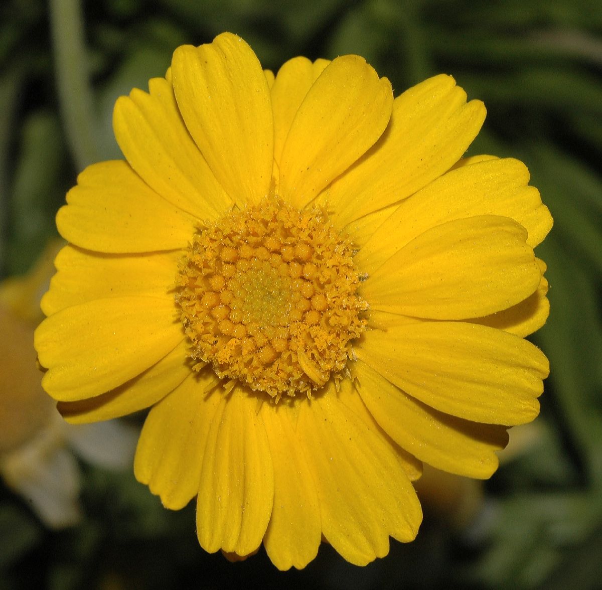 Asteraceae Hymenoxys acaulis
