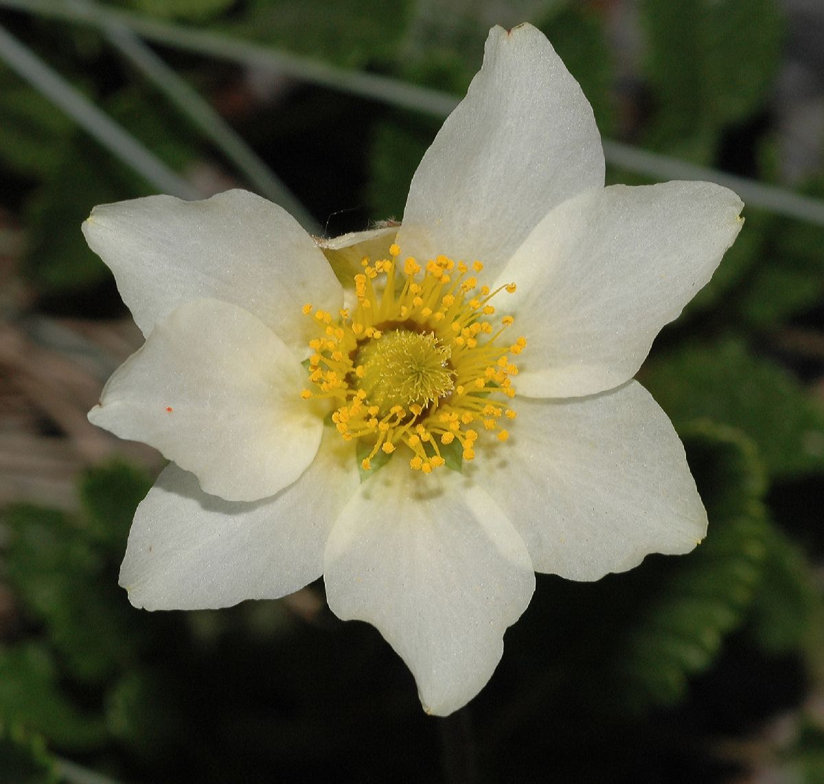 Rosaceae Dryas octopetala