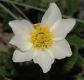 image of Dryas octopetala
