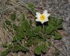 image of Dryas octopetala