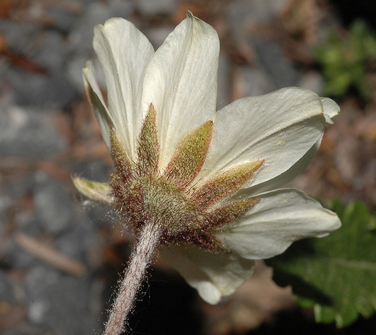 Rosaceae Dryas octopetala
