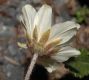 image of Dryas octopetala