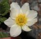 image of Dryas octopetala
