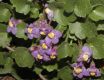 image of Cymbalaria pallida