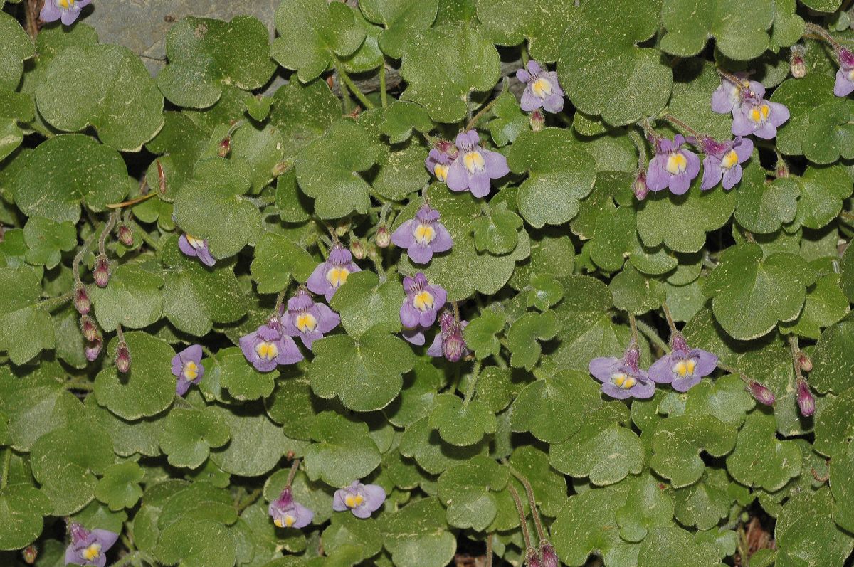 Plantaginaceae Cymbalaria pallida