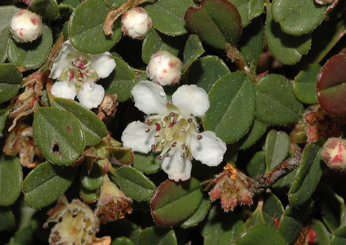 Rosaceae Cotoneaster dammeri