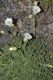 image of Silene maritima