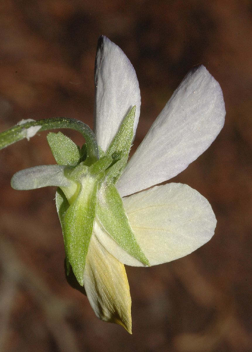 Violaceae Viola tricolor