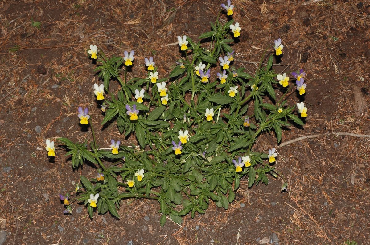 Violaceae Viola tricolor