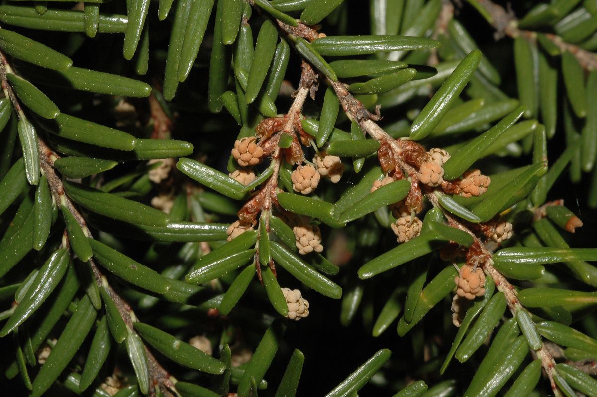 Pinaceae Tsuga canadensis