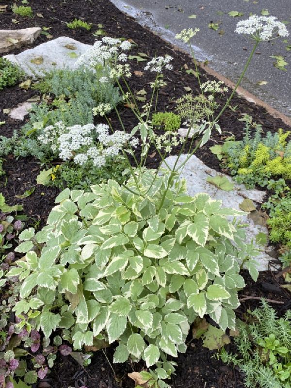 Apiaceae Aegopodium podagraria