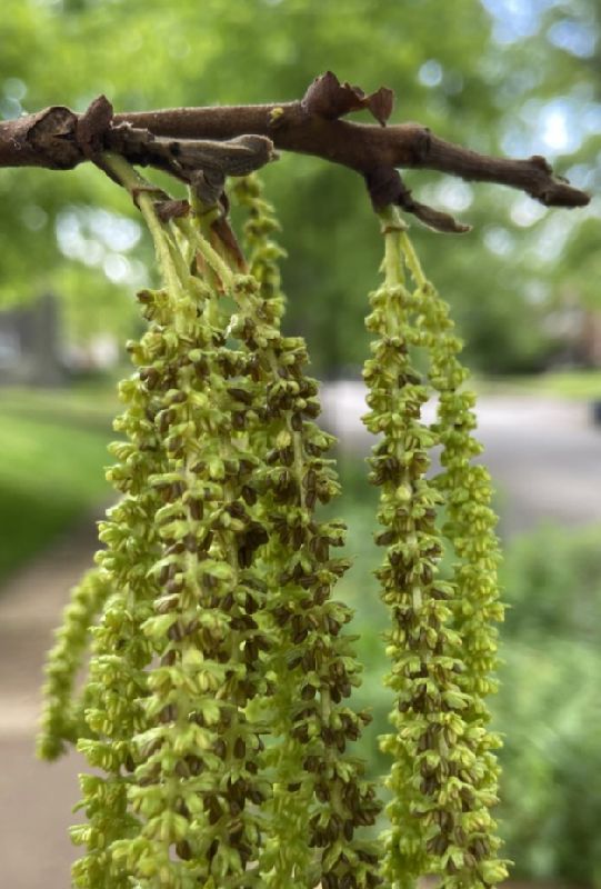 Juglandaceae Carya illinoinensis