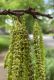image of Carya illinoinensis