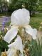 image of Iris germanica