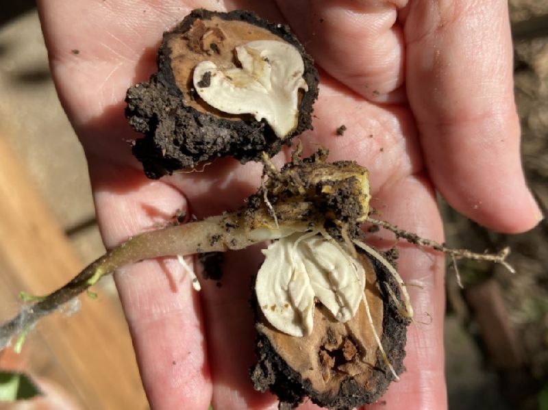 Juglandaceae Juglans nigra