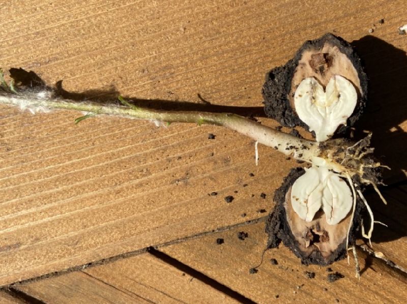 Juglandaceae Juglans nigra