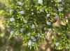 image of Juniperus virginiana