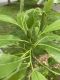 image of Magnolia virginiana
