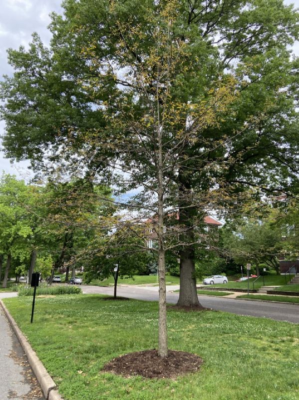 Fagaceae Quercus falcata