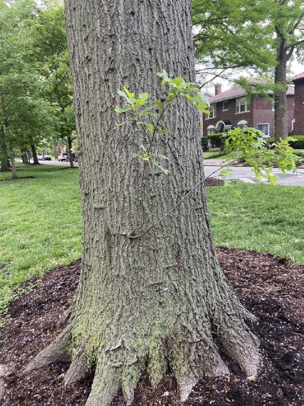 Fagaceae Quercus palustris