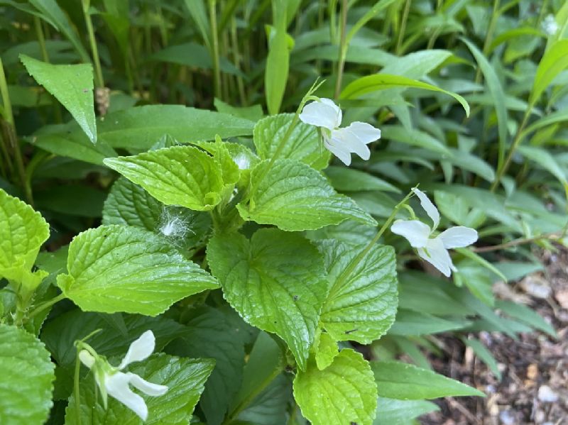 Violaceae Viola striata