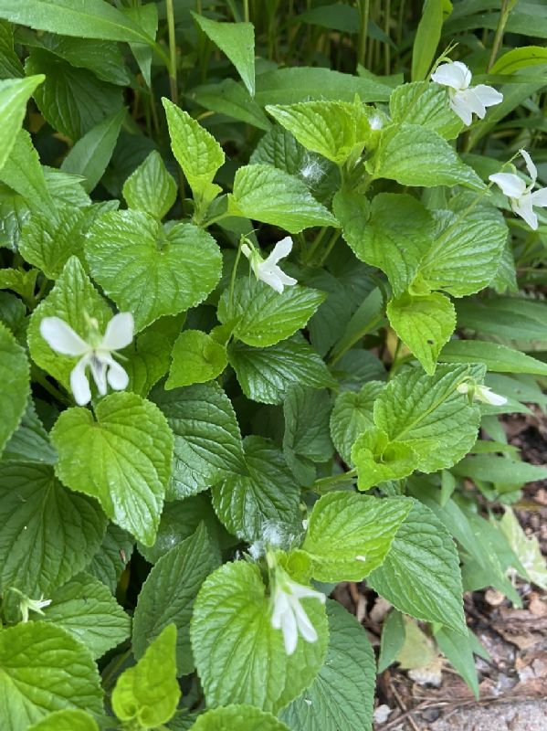 Violaceae Viola striata