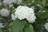 image of Viburnum carlesii