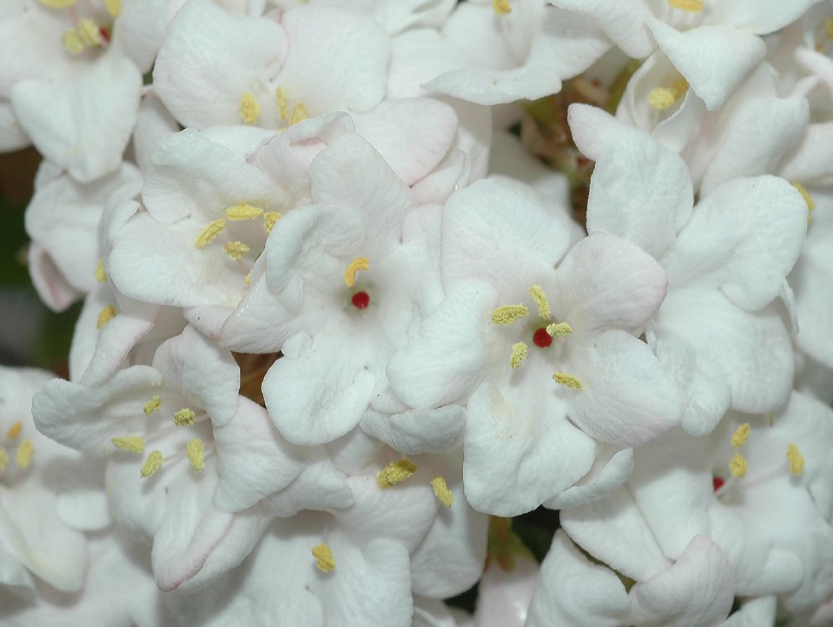 Adoxaceae Viburnum carlesii