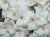 image of Viburnum carlesii