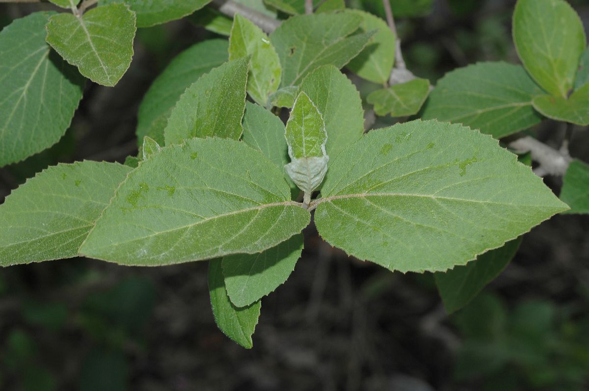 Adoxaceae Viburnum carlesii